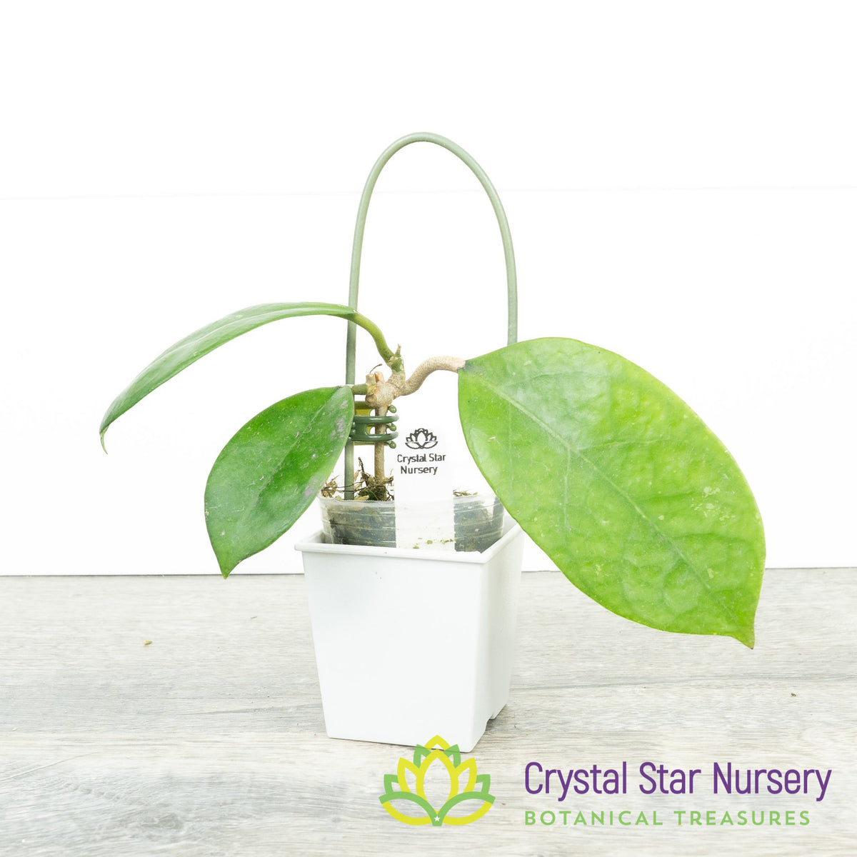 Hoya UT163