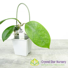 Hoya UT163