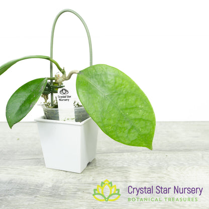 Hoya UT163