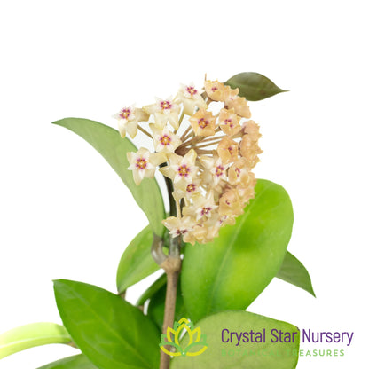 Hoya UT163