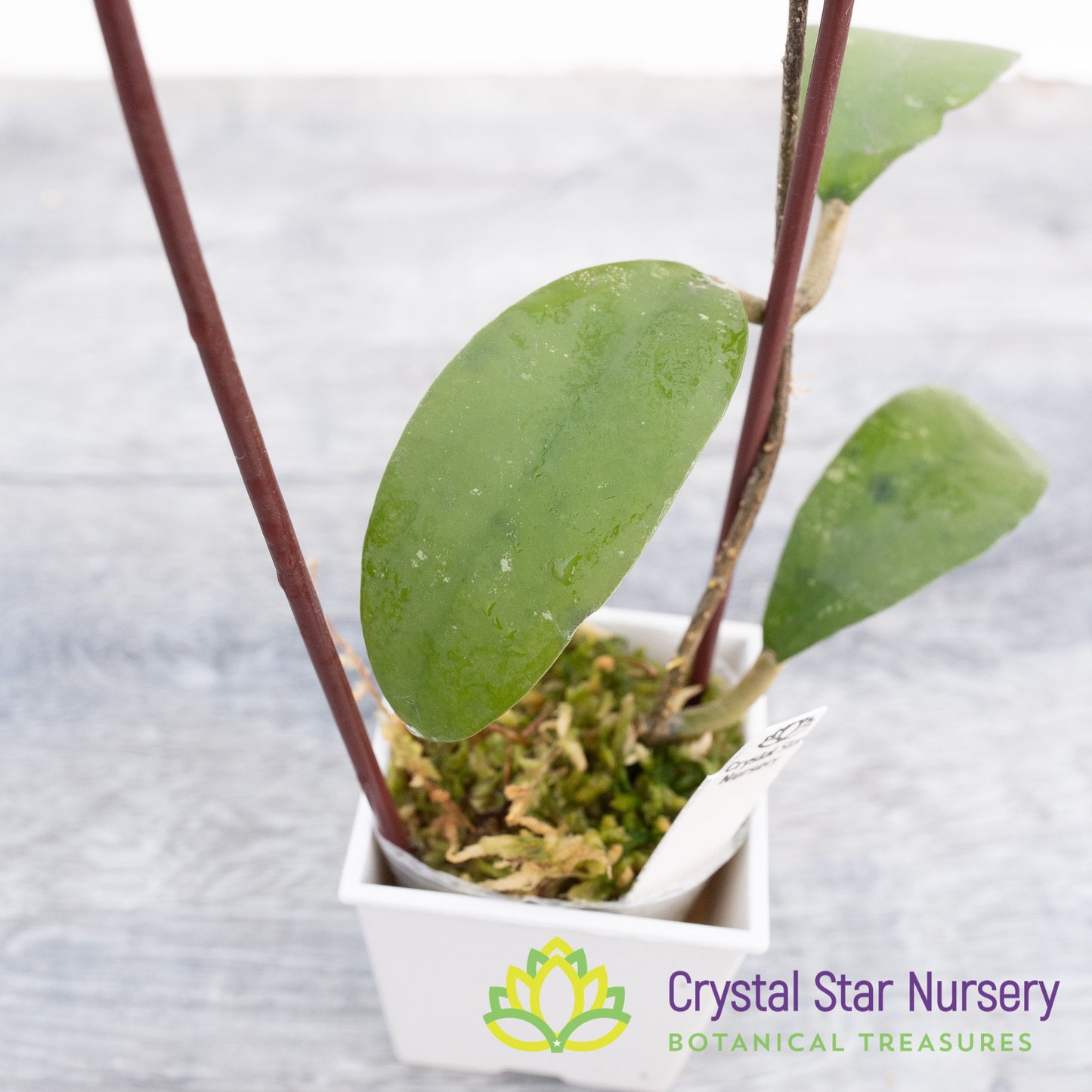 Hoya uncinata