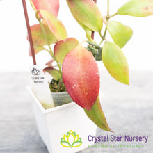 Hoya sipitangensis