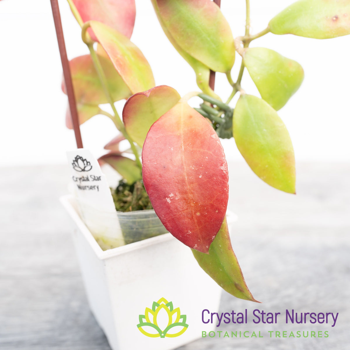 Hoya sipitangensis