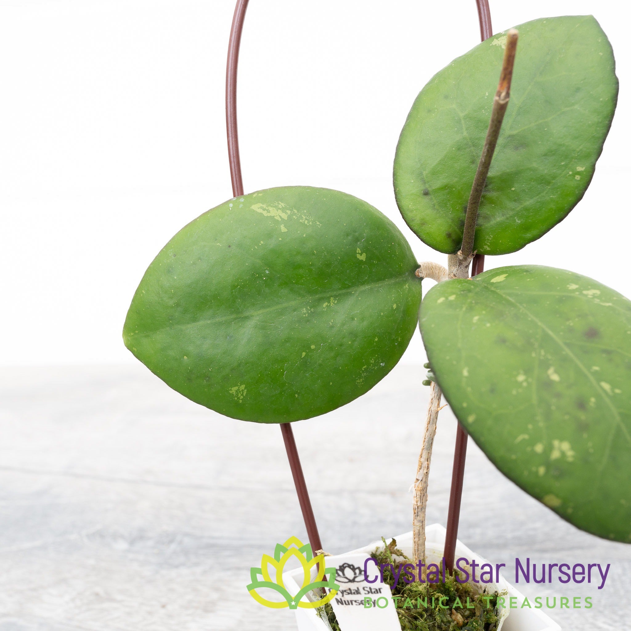 hoya cv joy 希少　レア品種 hoya cv joy 希少 レア品種 - メルカリ