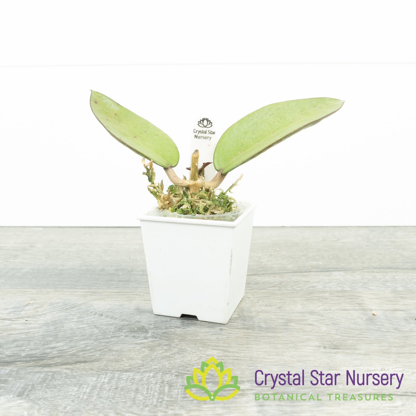 Hoya 'Silver Dollar'
