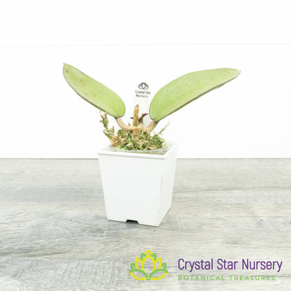 Hoya 'Silver Dollar'