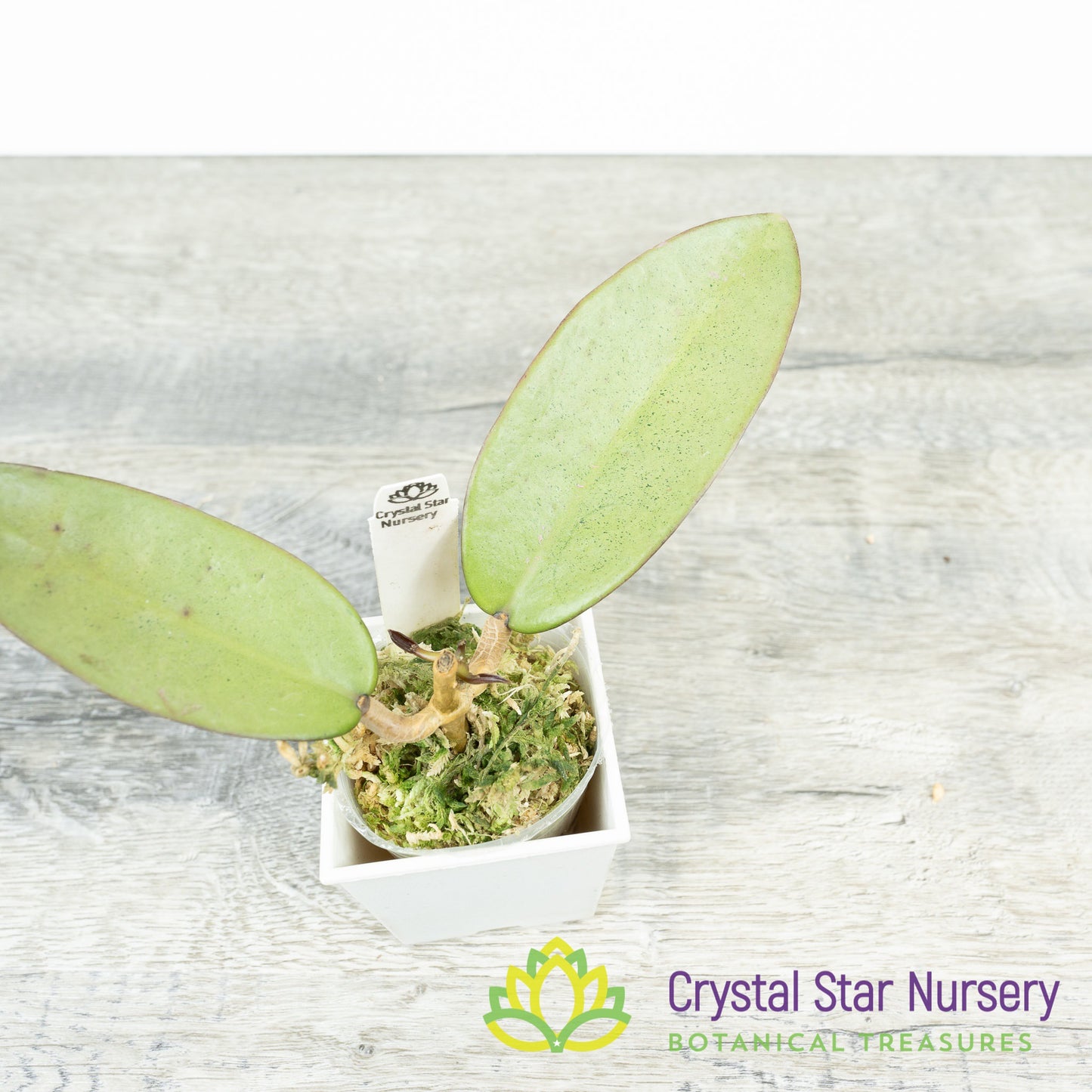 Hoya 'Silver Dollar'