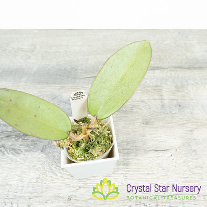 Hoya 'Silver Dollar'