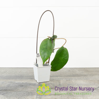 Hoya caudata (big green leaves)