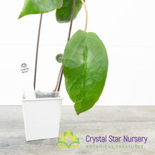 Hoya caudata (big green leaves)