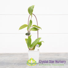 Hoya cutis-porcelana