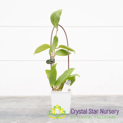Hoya cutis-porcelana