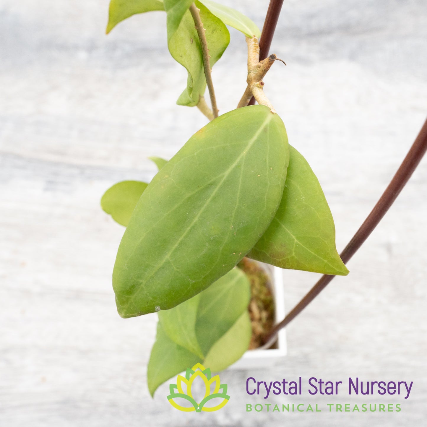Hoya cutis-porcelana