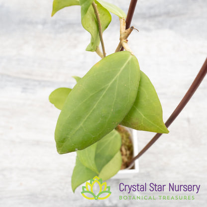 Hoya cutis-porcelana