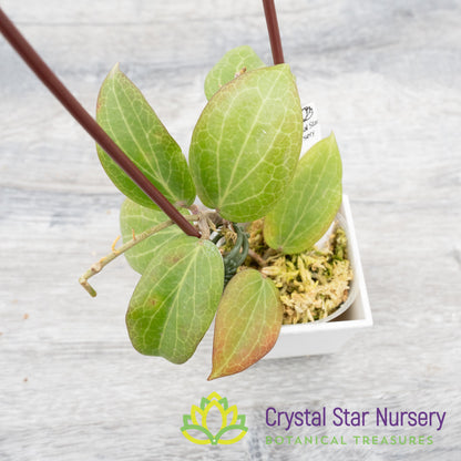 Hoya fitchii