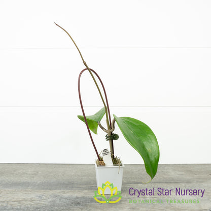 Hoya rigida (Long Leaf)