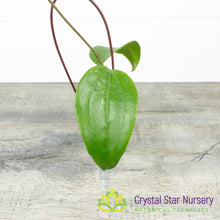 Hoya rigida (Long Leaf)