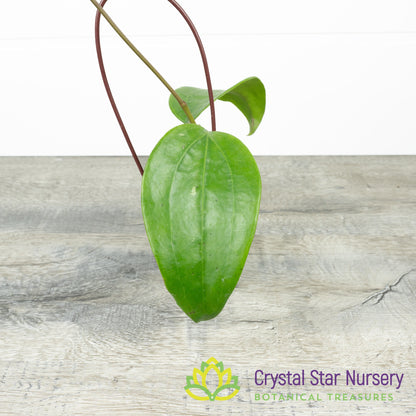 Hoya rigida (Long Leaf)