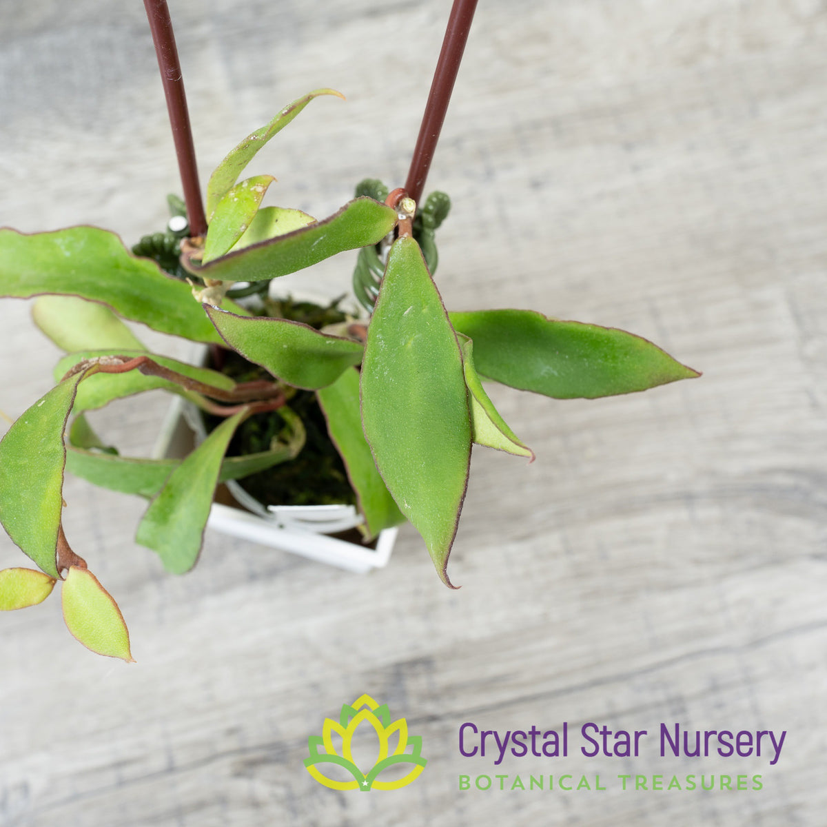 Hoya soidaoensis