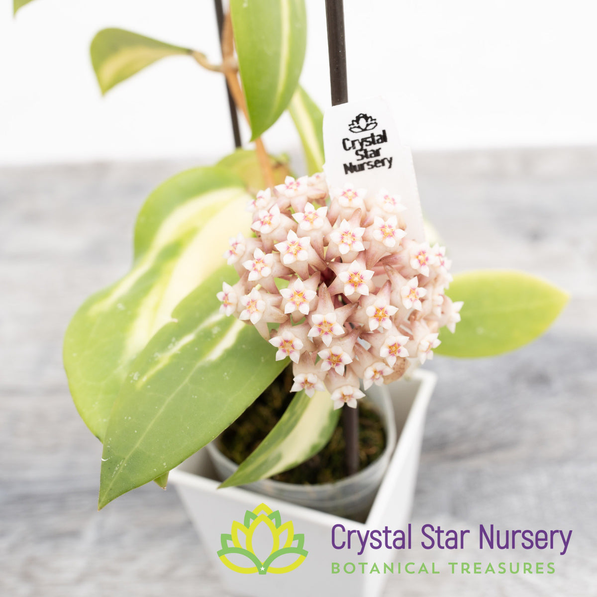 Hoya acuta (inner variegated)