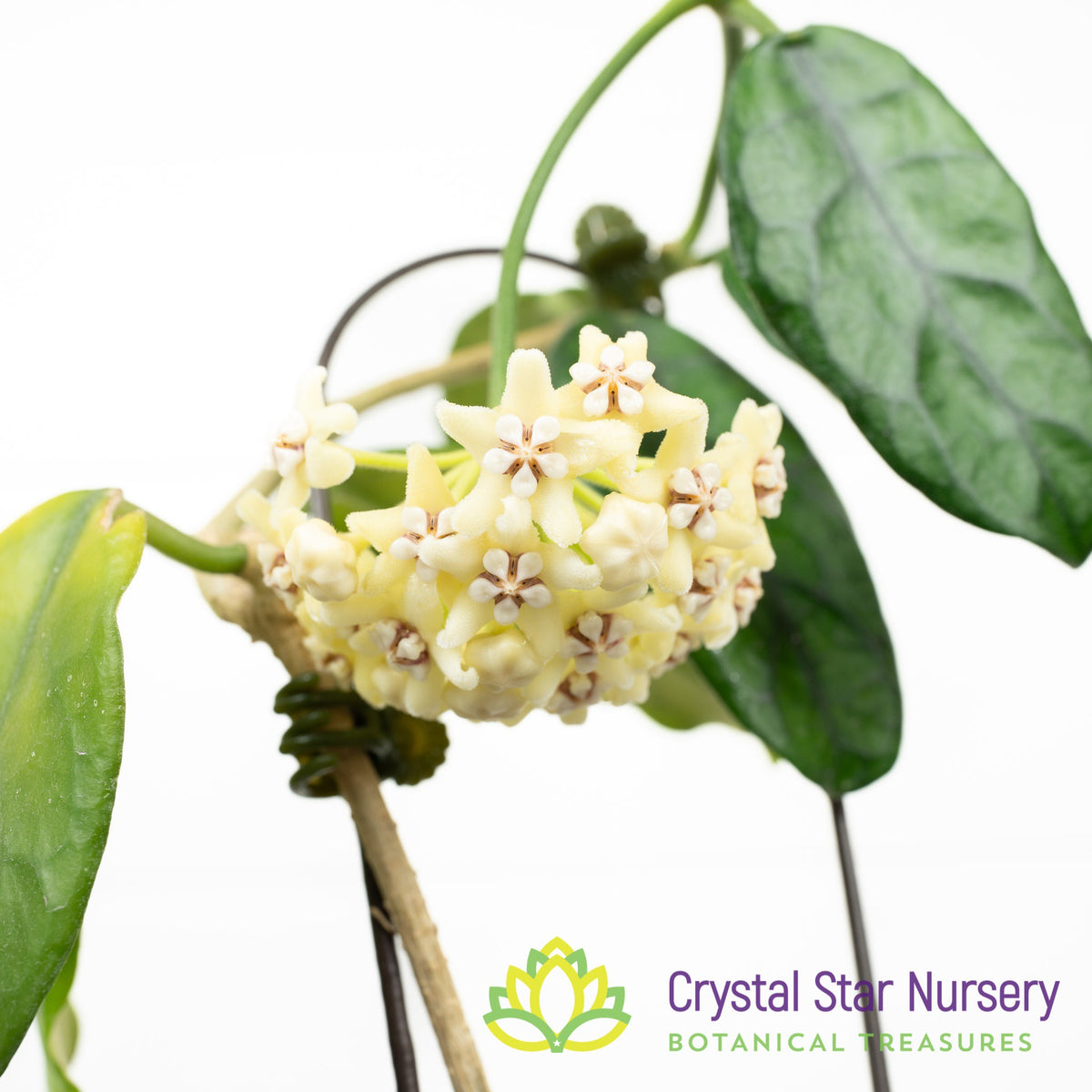 Hoya aff villosa Cao Dang Vietnam