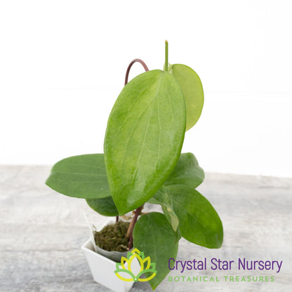 Hoya aldrichii
