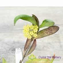 Hoya amicabilis