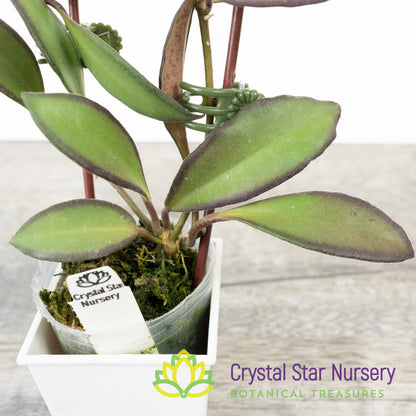 Hoya anncajanoae