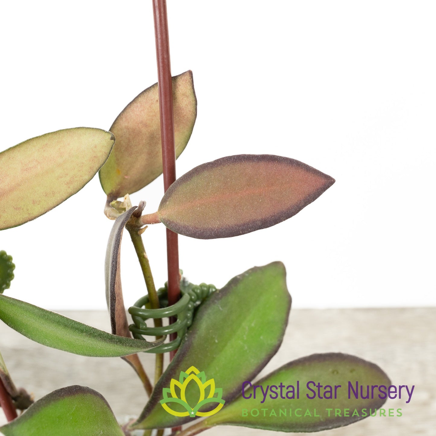 Hoya anncajanoae