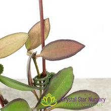Hoya anncajanoae