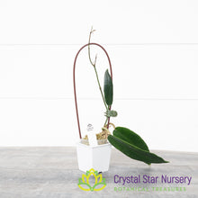 Hoya archboldiana (pink)