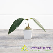 Hoya archboldiana (white)