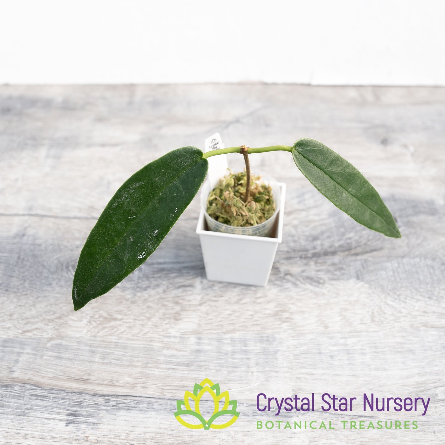 Hoya archboldiana (white)