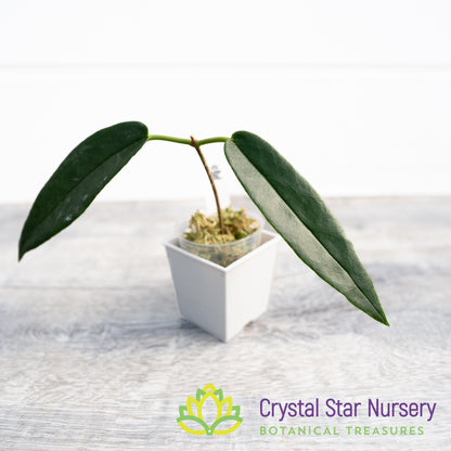 Hoya archboldiana (white)