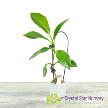 Hoya australis UT 029