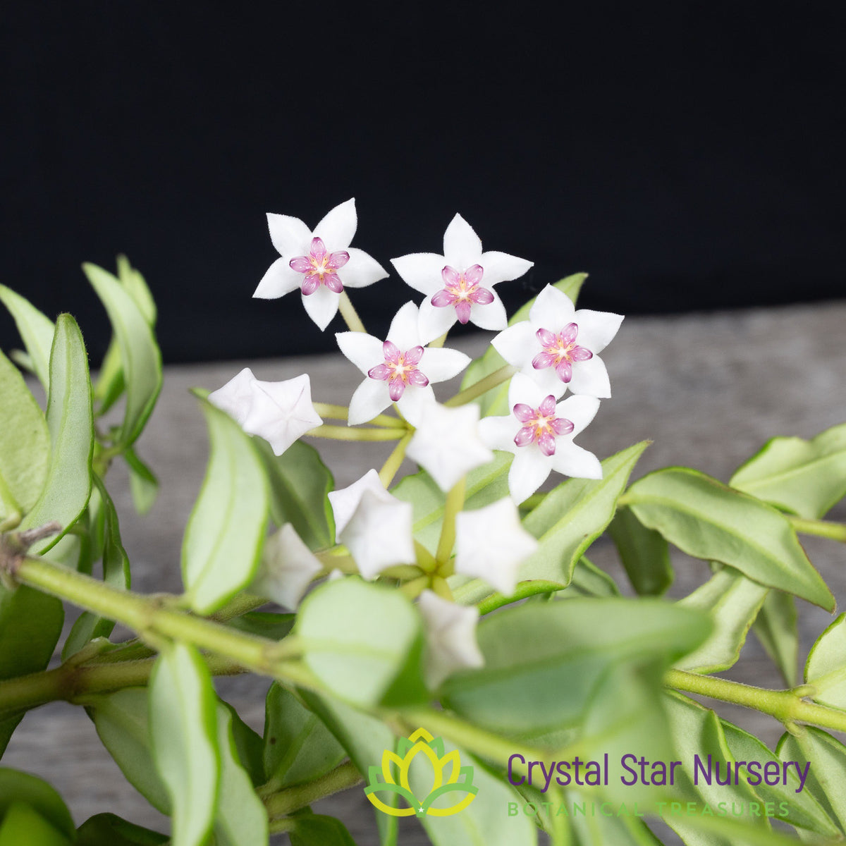 Hoya bella