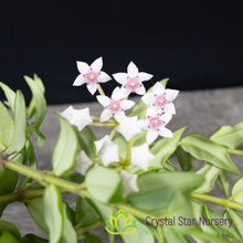 Hoya bella