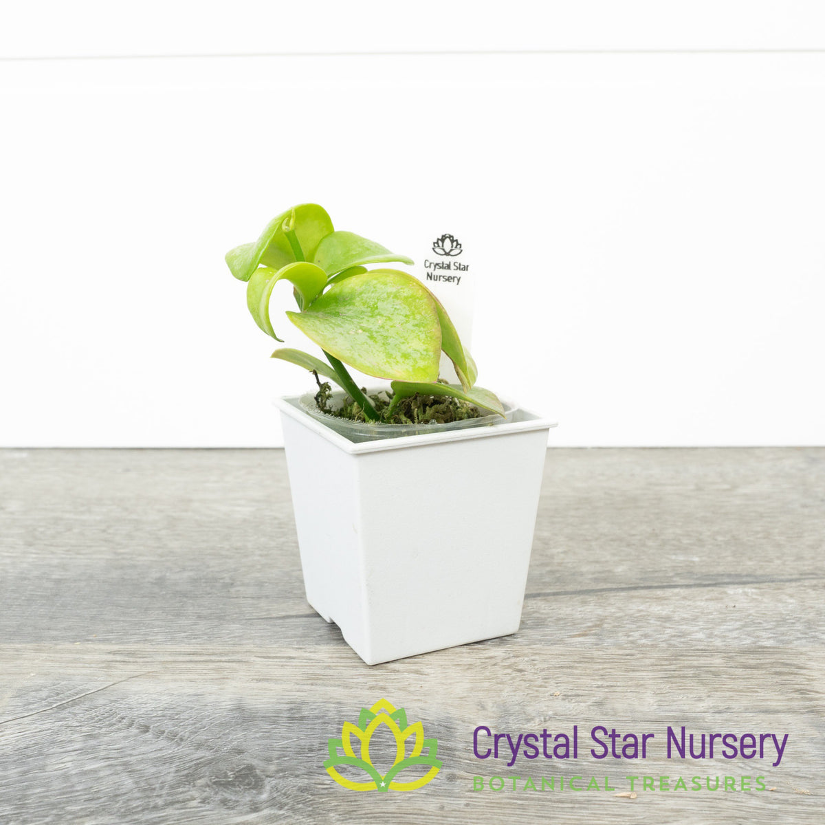 Hoya biakensis (splash)