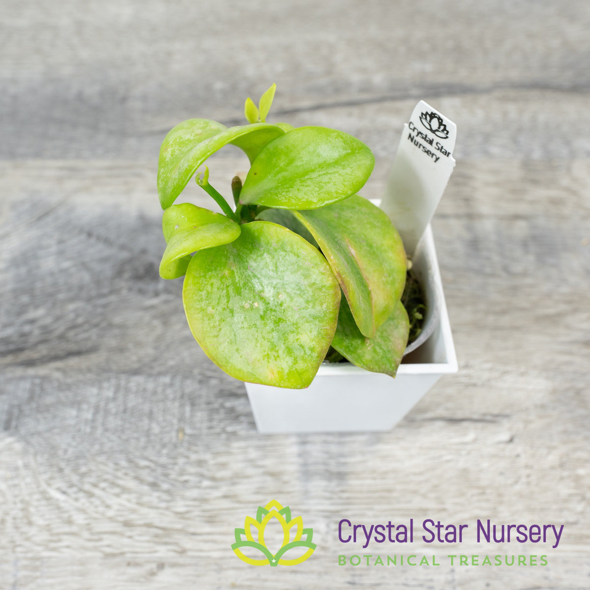 Hoya biakensis (splash)