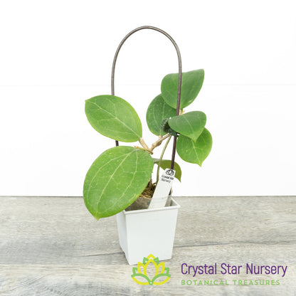 Hoya bp-02