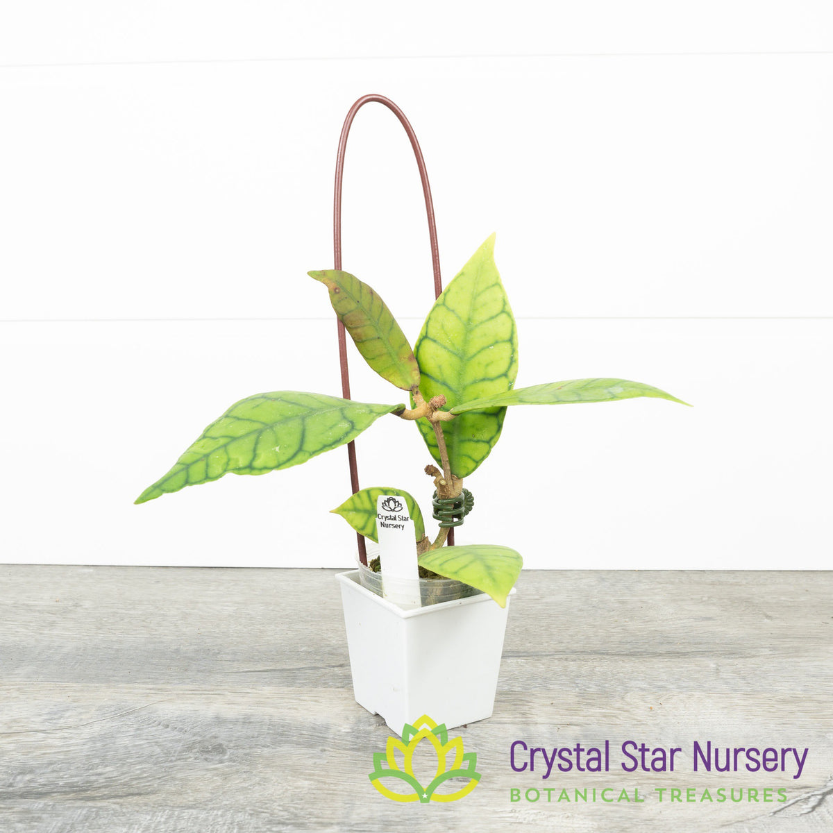 Hoya callistophylla