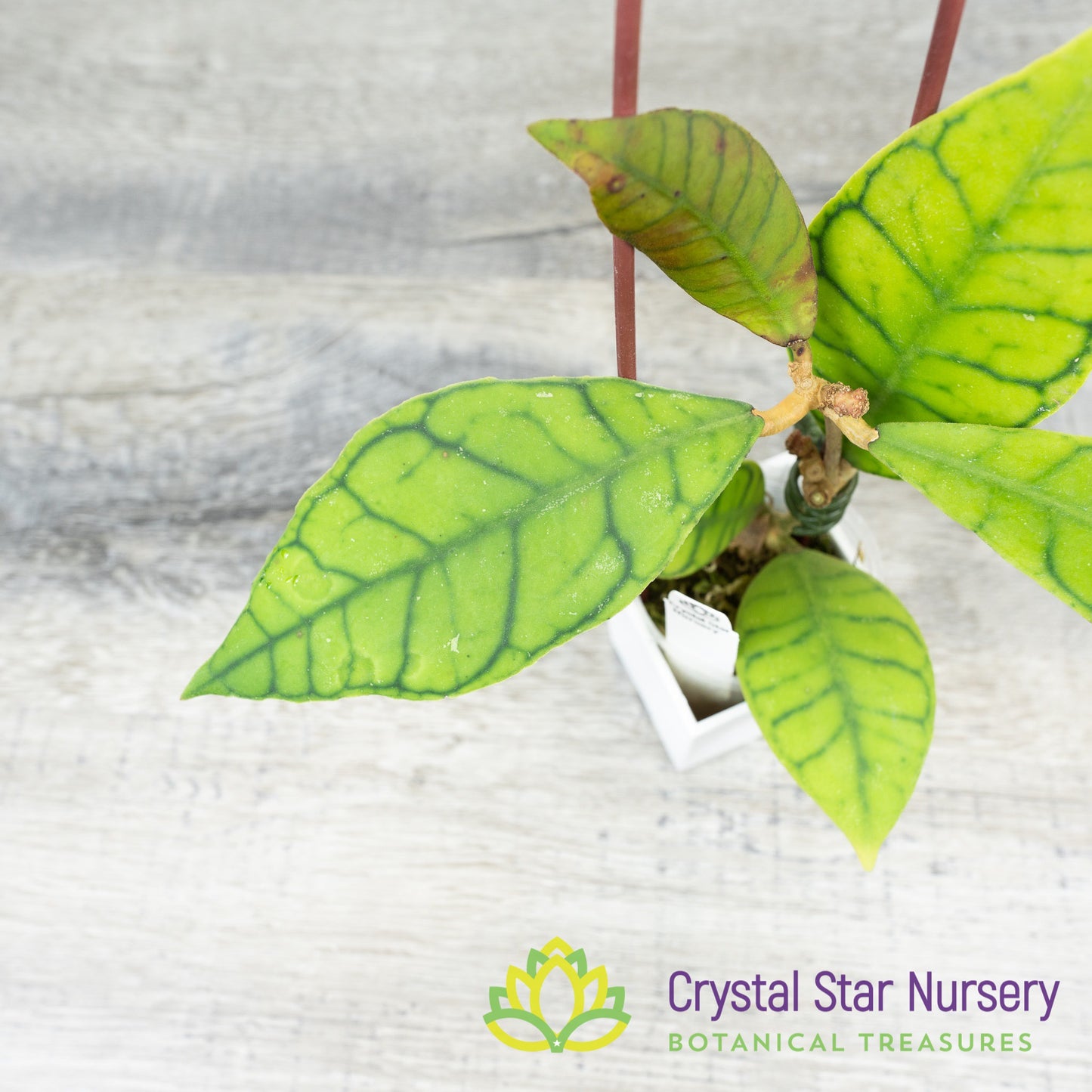 Hoya callistophylla