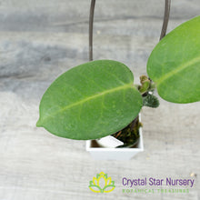 Hoya calycina