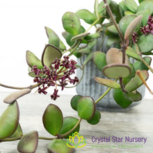 Hoya carmelae