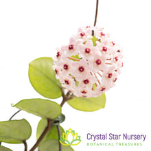 Hoya carnosa 'Krinkle 8'
