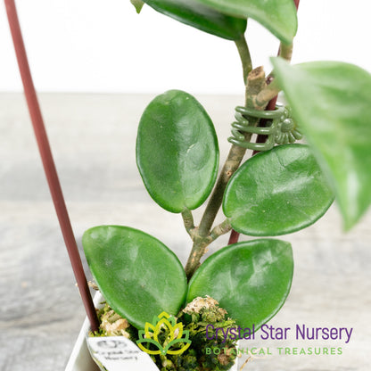 Hoya carnosa 'Krinkle 8'