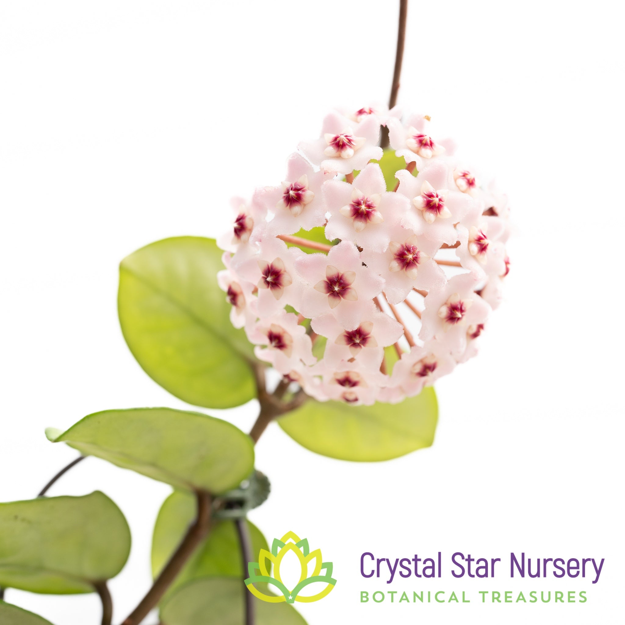 Hoya carnosa 'Krinkle 8' - Crystal Star Nursery