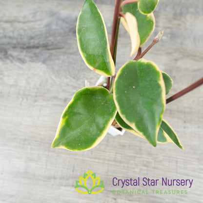 Hoya carnosa 'Snowball' (outer variegation)