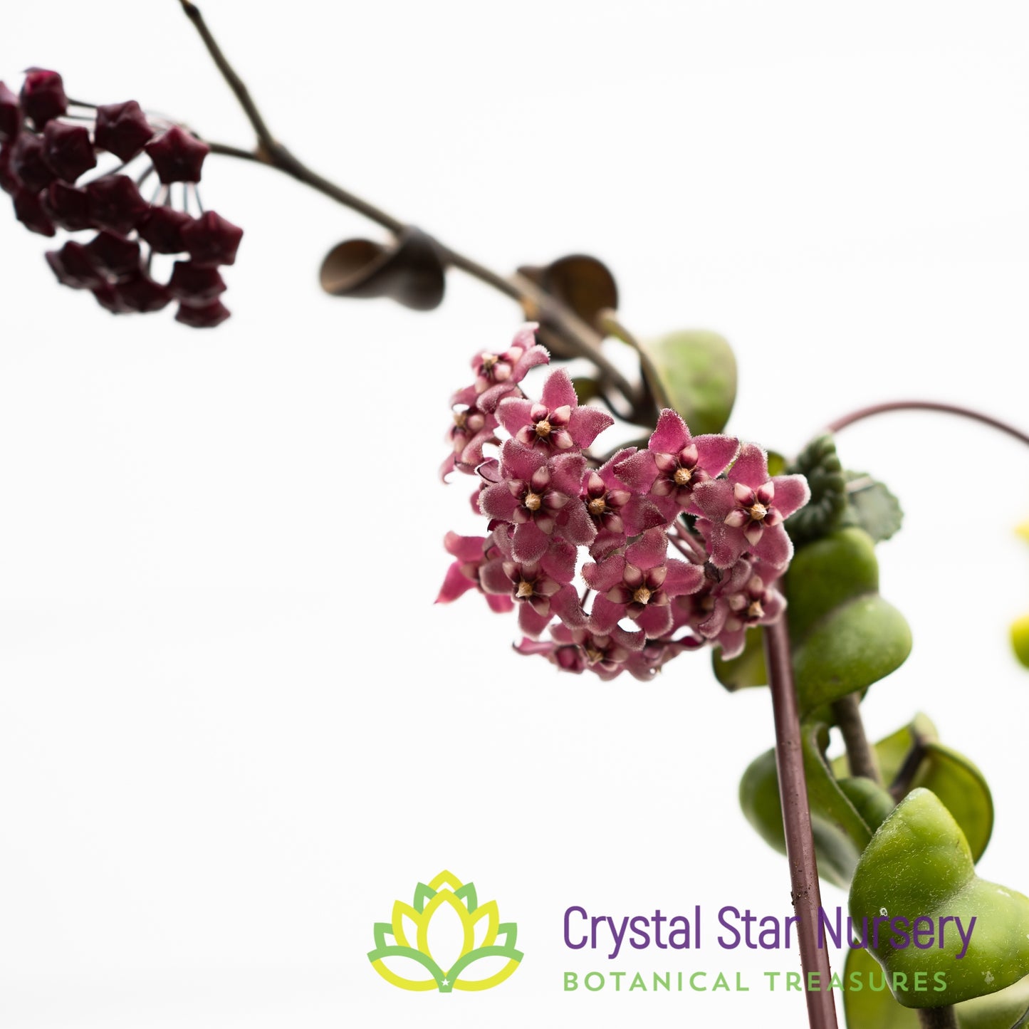 Hoya carnosa 'Compacta Purple Leaf'