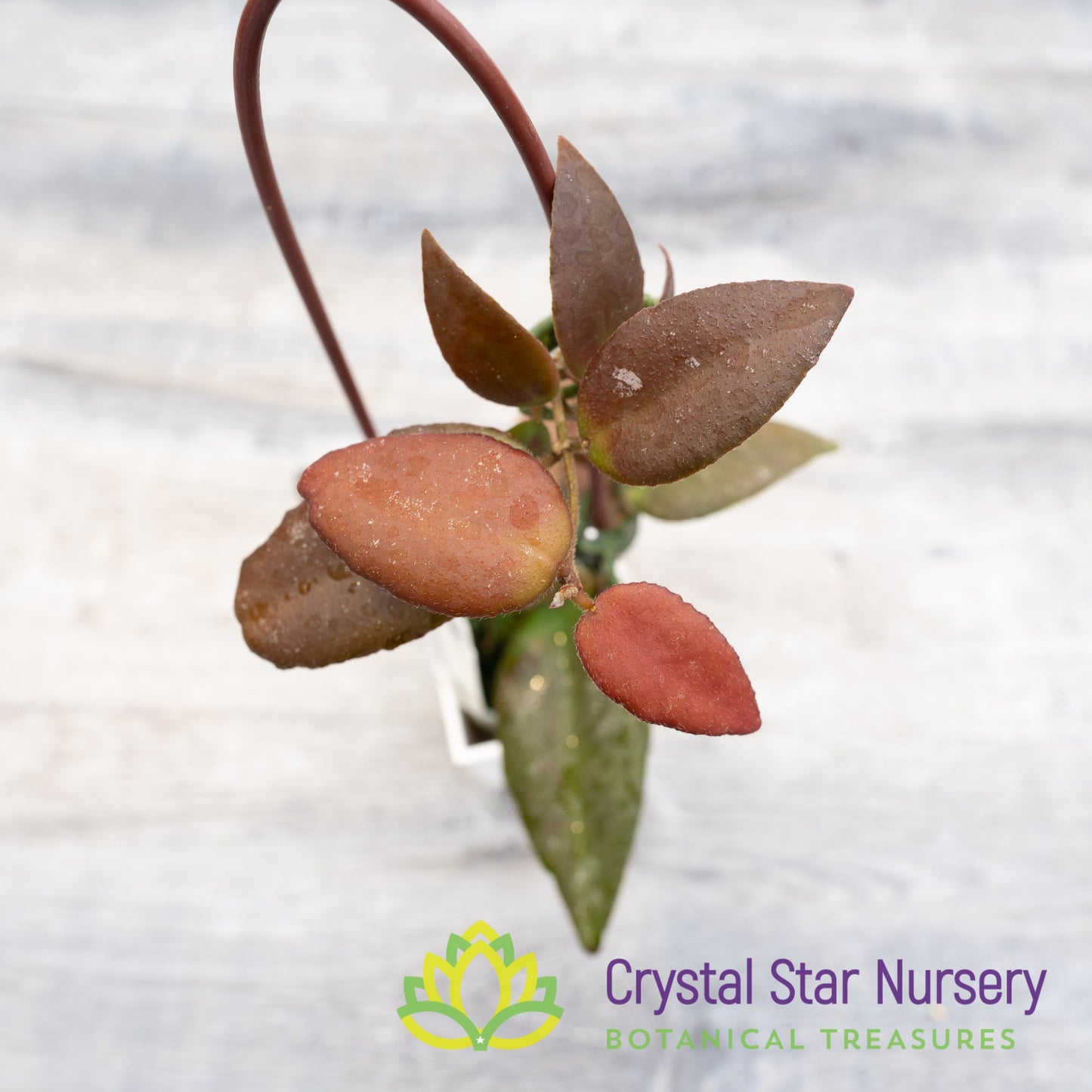 Hoya caudata 'Sumatra'
